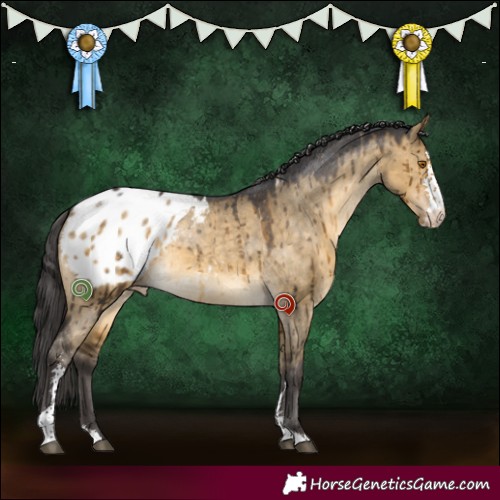 Horse Color:Buckskin Dun Sabino Appaloosa Brindle 