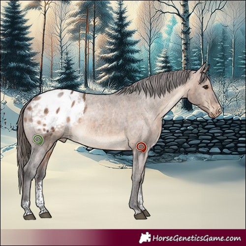 Horse Color:Bay Dun Sabino Appaloosa Brindle 