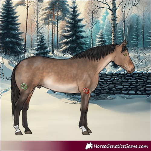 Horse Color:Brown Dun 