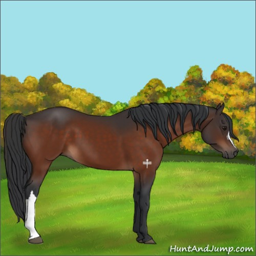 Horse Color:Brown 