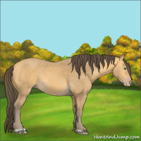 Horse Color:Amber Cream Champagne 