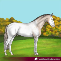 Horse Color:Amber Champagne Splash Appaloosa Rabicano