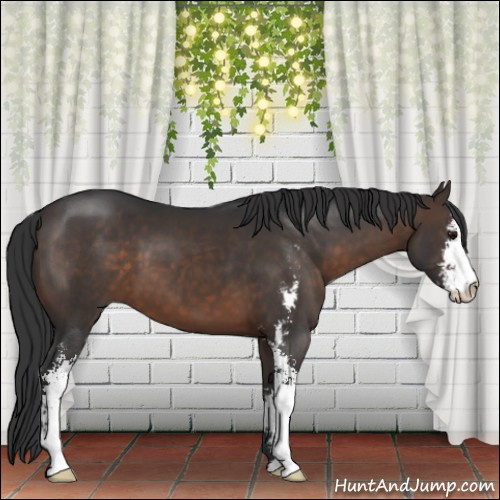 Horse Color:Brown Sabino 
