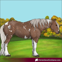 Horse Color:White Spotted Silver Black Tobiano 
