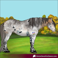 Horse Color:White Spotted Buckskin 