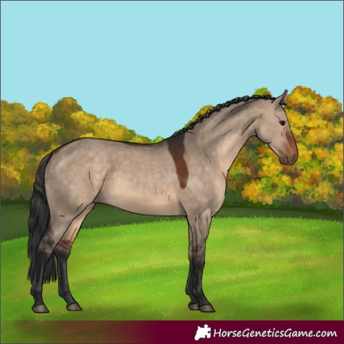Horse Color:White Spotted Brown Dun