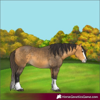 Horse Color:Buckskin Splash 