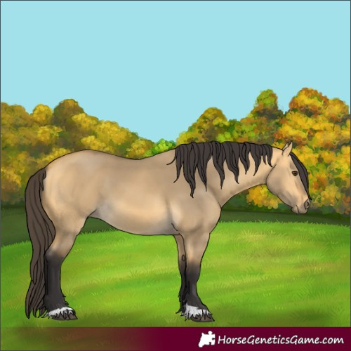 Horse Color:Buckskin Dun 