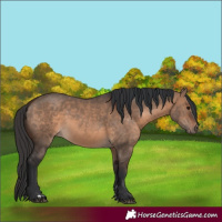 Horse Color:Brown Dun 