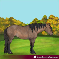 Horse Color:Brown Dun 