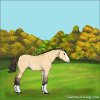 Horse Color:Buckskin Dun Splash 