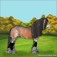 Horse Color:White Spotted Bay Sabino Splash