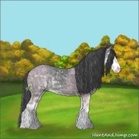 Horse Color:Black Ice Sabino