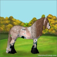 Horse Color:Chestnut Ice Sabino 