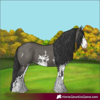 Horse Color:Grullo Sabino 