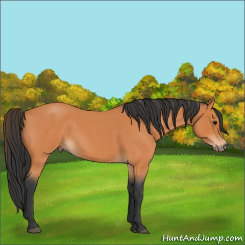 Horse Color:Bay Roan 