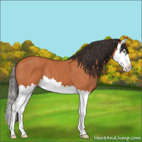Horse Color:Bay Splash 