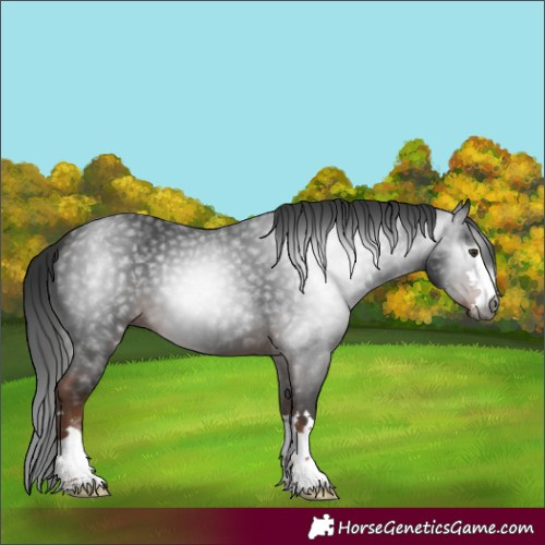 Horse Color:Gray Liver Chestnut