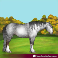 Horse Color:Gray Liver Chestnut 