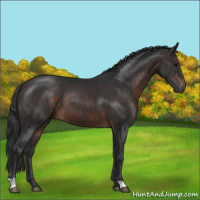 Horse Color:Brown 