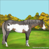 Horse Color:Silver Smoky Blue Roan Frame 