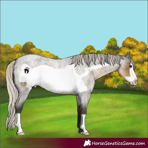 Horse Color:Silver Smoky Blue Roan Frame 