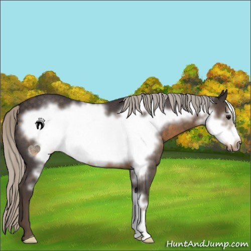 Horse Color:Silver Smoky Blue Roan Frame 