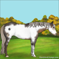 Horse Color:Silver Smoky Blue Roan Frame 