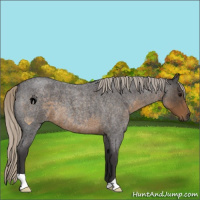 Horse Color:Silver Smoky Blue Roan 