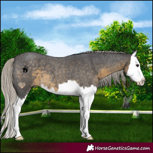 Horse Color:Silver Smoky Blue Roan Splash 