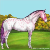 Horse Color:Watercolor Buckskin Roan Onyx Appaloosa 