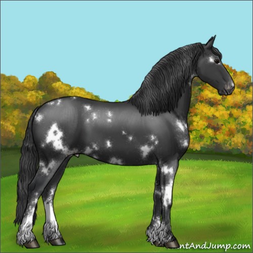 Horse Color:White Spotted Black Sabino Appaloosa 