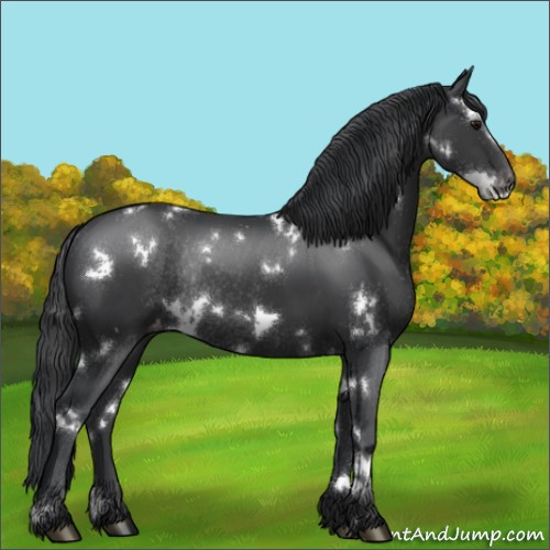 Horse Color:White Spotted Black Varnish Rabicano 