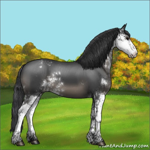 Horse Color:Black Sabino Appaloosa 