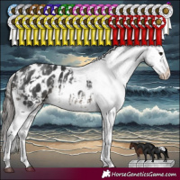 Horse Color:White Spotted Black Sabino Appaloosa Rabicano and White Spotted Black Sabino Appaloosa Rabicano