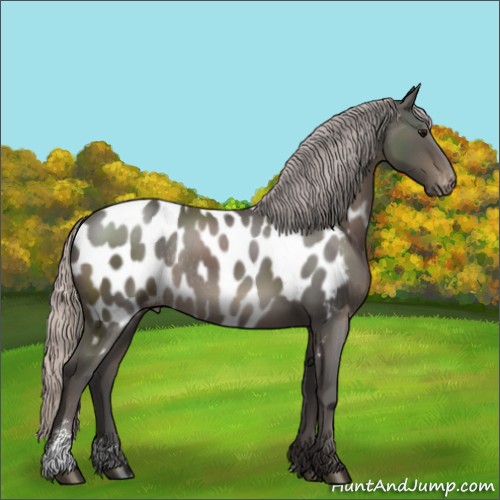 Horse Color:Silver Black Sabino Appaloosa Rabicano 