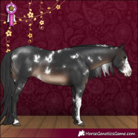 Horse Color:White Spotted Brown Sabino 