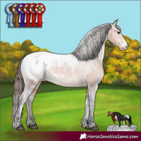 Horse Color:White Spotted Brown Sabino Appaloosa Rabicano