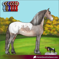 Horse Color:White Spotted Brown Sabino Snowcap Rabicano 