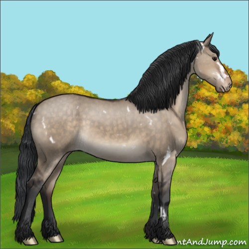 Horse Color:White Spotted Brown Dun Sabino Appaloosa 