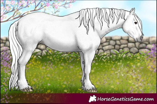 Horse Color:Gray White Spotted Brown Splash Tobiano