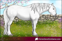 Horse Color:Gray White Spotted Brown Splash Tobiano 