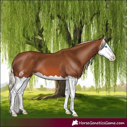 Horse Color:Chestnut Splash 