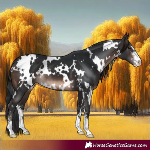 Horse Color:White Spotted Brown Sabino