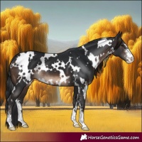 Horse Color:White Spotted Brown Sabino 