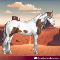 Horse Color:Bay Splash Tobiano Appaloosa