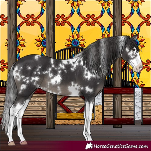 Horse Color:White Spotted Smoky Black Mushroom Splash 