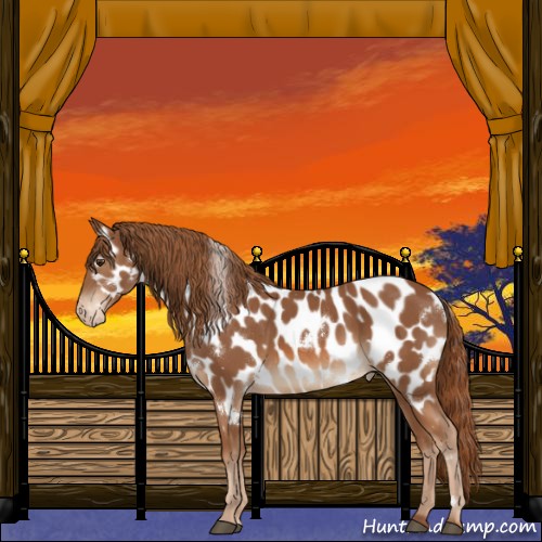 Horse Color:White Spotted Chestnut Appaloosa Rabicano 