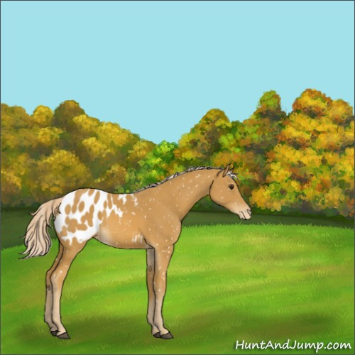 Horse Color:Palomino Sabino Appaloosa 