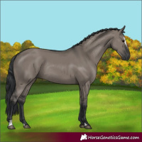 Horse Color:Grullo Sabino Rabicano 